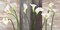 Country Callas Poster Print by Jenny Thomlinson - Item # VARPDX2JT1779